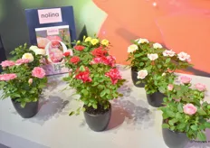 Nolina has a new assortment of pot roses in pot size The bicolor is already a well known and 7 new colors will be added in 2023. 